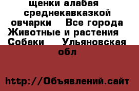 щенки алабая ( среднекавказкой овчарки) - Все города Животные и растения » Собаки   . Ульяновская обл.